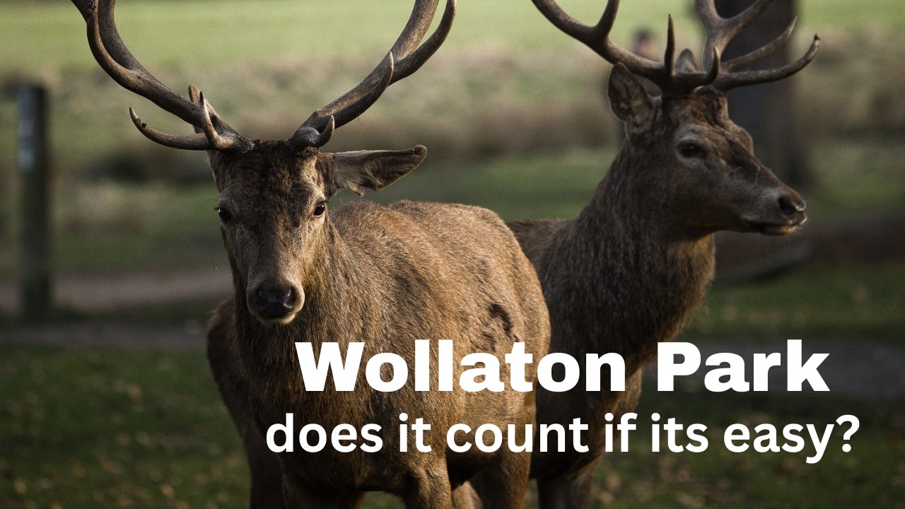 Was it too Easy?  Capturing Stag at Wollaton Park