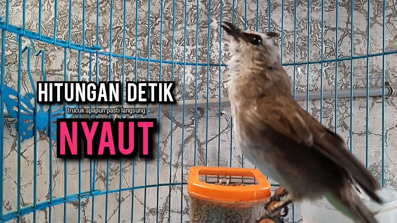 trucukan gacor ROPEL PANJANG buat pancingan trucukan agar bunyi JADIKAN burung trucuk gacor EMOSI
