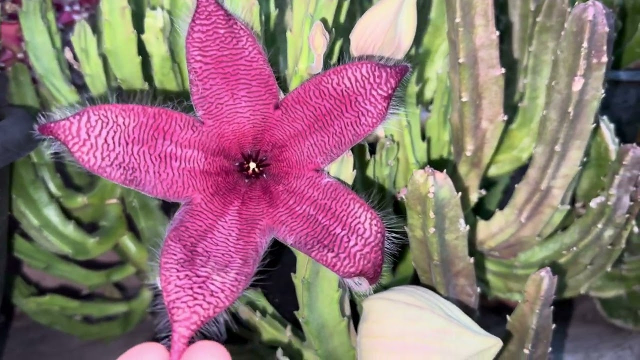 My Rare Starfish Plant||STAPELIA GRANDIFLORA & STAPELIA GIGANTEA. Care & tips