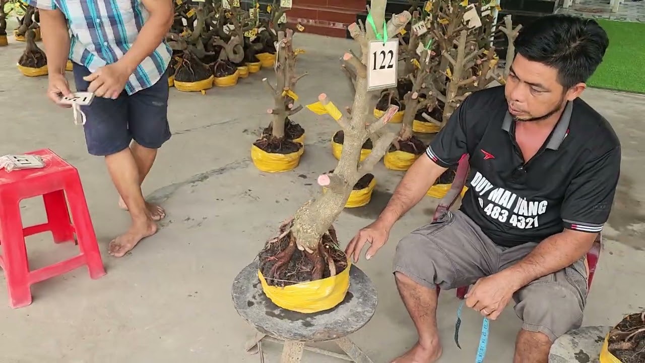 5/3  a Duy 0384834321 Phôi mai giảo bonsai đế đẹp giá rẻ 