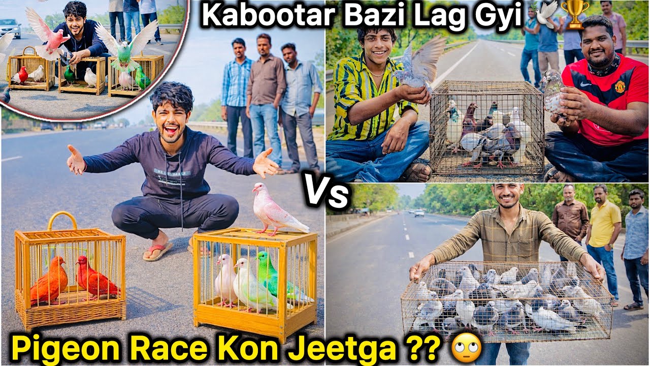 Bht Badi Kabutar Bazi Race Hui 🕊️ || Kon Jeetega Pigeon Race ?? 🙄