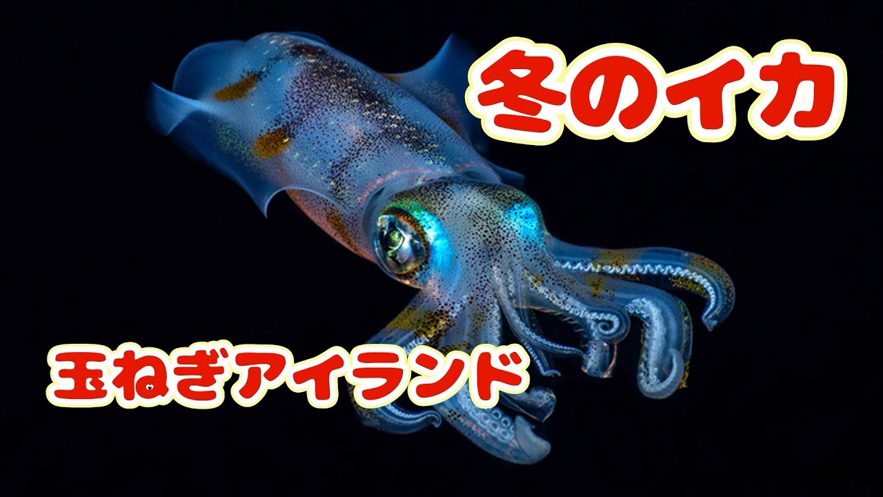 『釣りガールではありませ』寝る前に見たらええやんイカの沖漬け