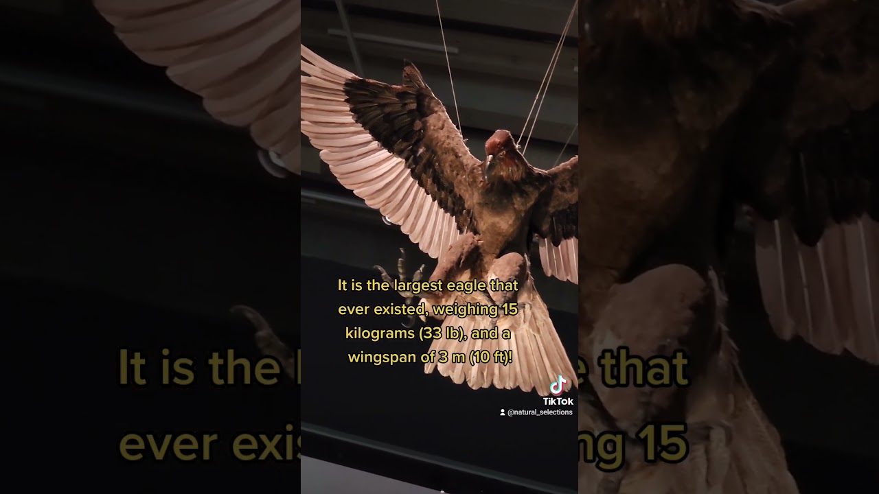 Moa, one of history's largest birds, hunted by history's largest eagle! #paleontology #weirdhistory