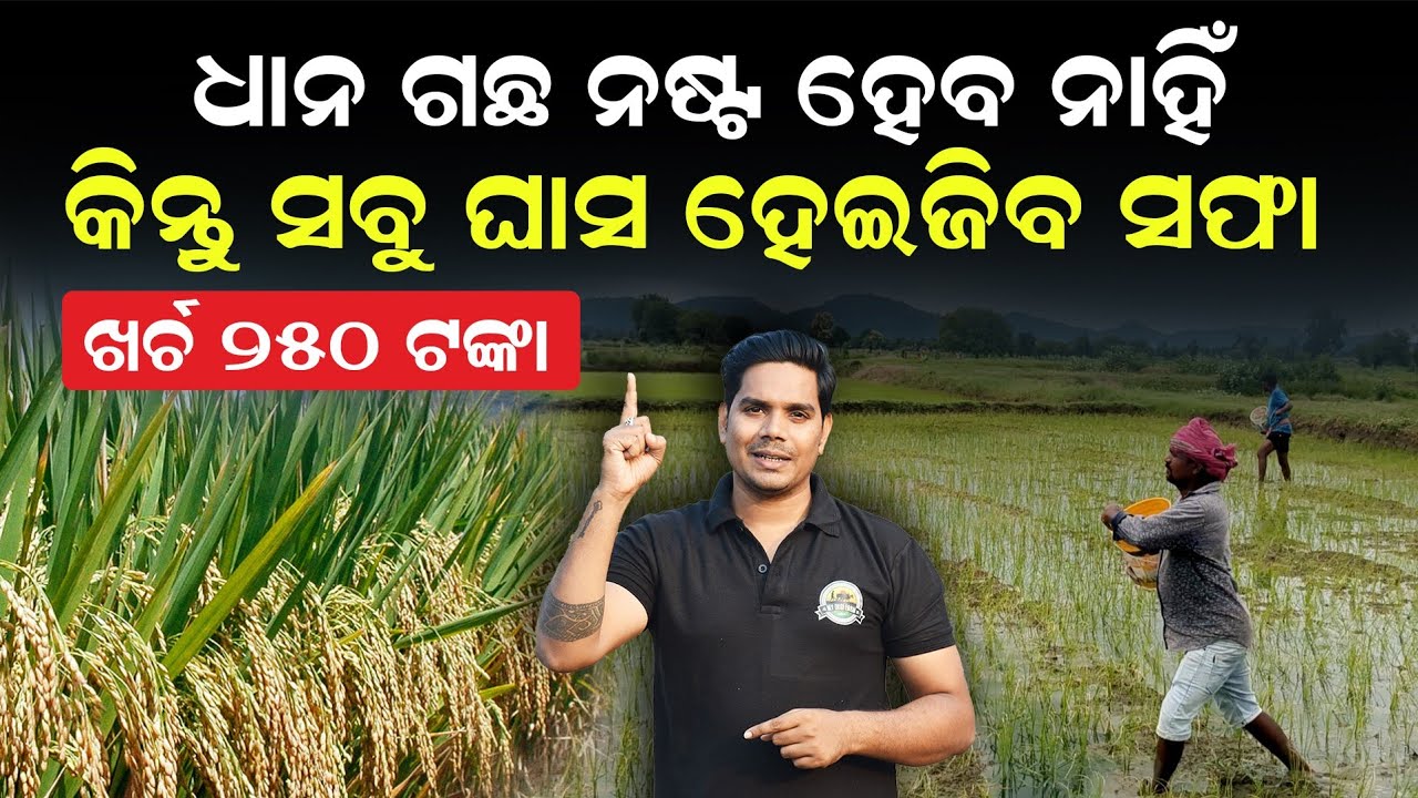 Saathi Herbicide | ଧାନ ଚାଷ ପାଇଁ ସବୁଠୁ ଭଲ ଘାସ ମରା | Dhana chasa pranali odia | dhana chasa medicine