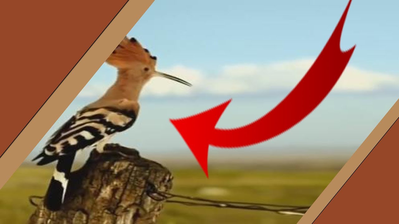 ملكة سبأ - الشيخ عائض القرني