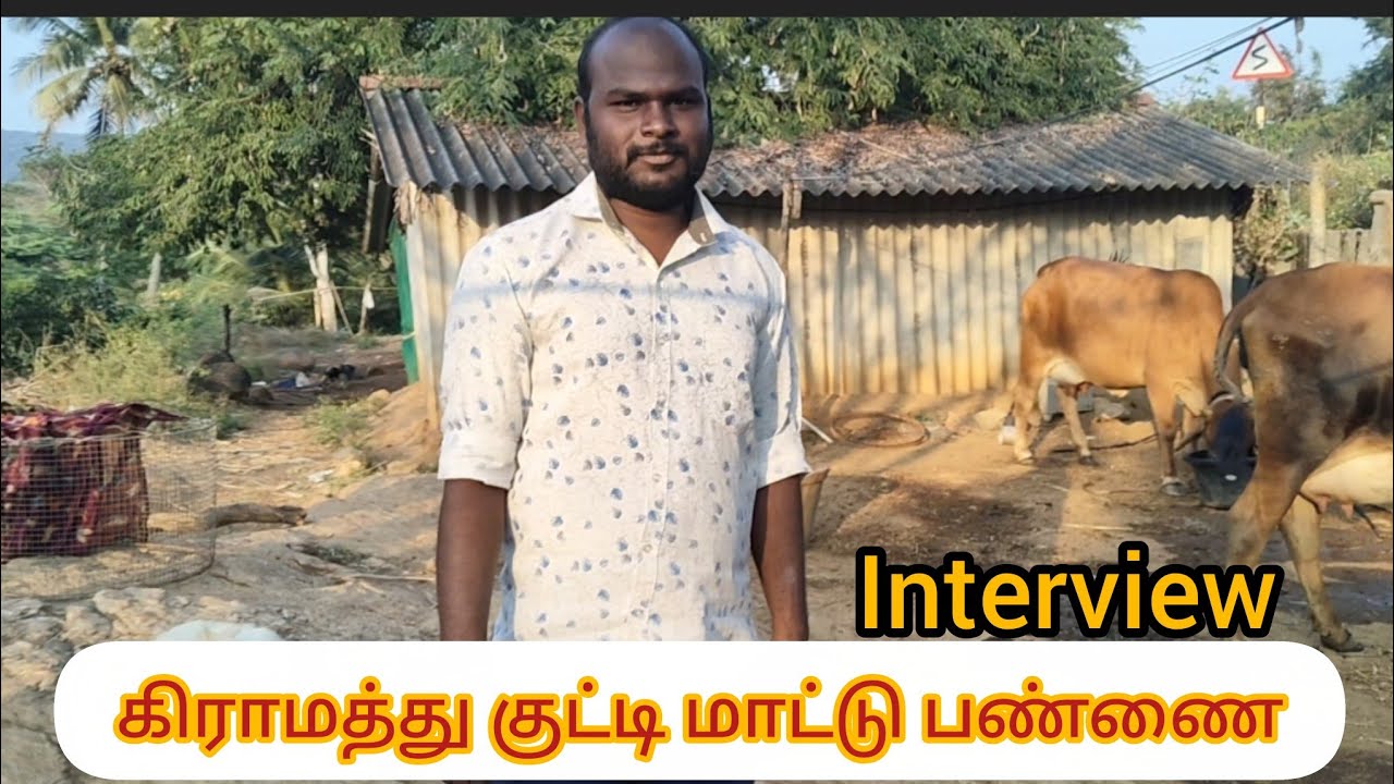 கிராமத்து குட்டி மாட்டு பண்ணை Interview 🌺மாட்டு பண்ணை maintain pannuvathu eppadi🌺cow maintainance 🌺