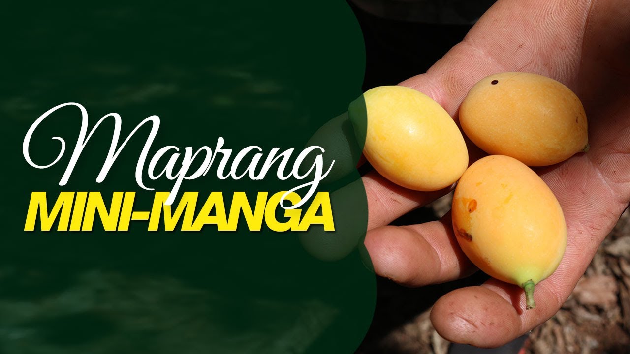 A exótica fruta Maprang ou Mini-Manga
