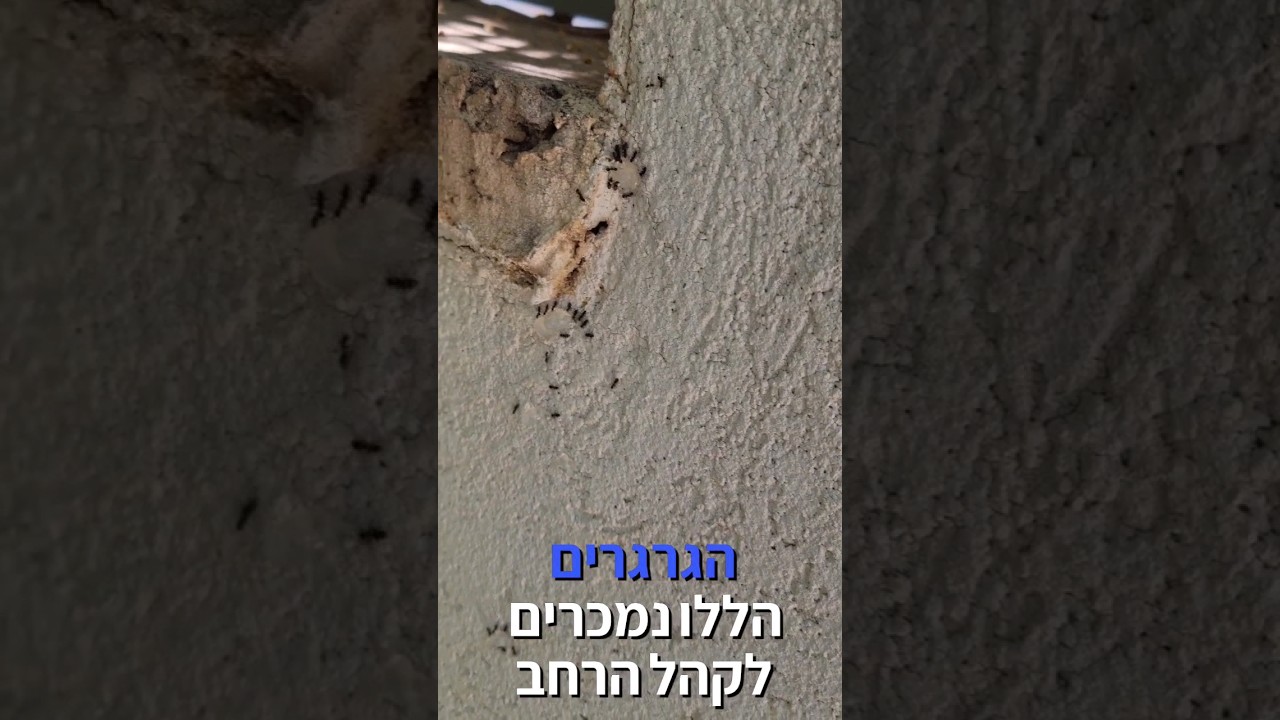 טיפים להדברת נמלים ונמלת האש #הדברה #בשבילך #ריסוס #לימודים #נמלים