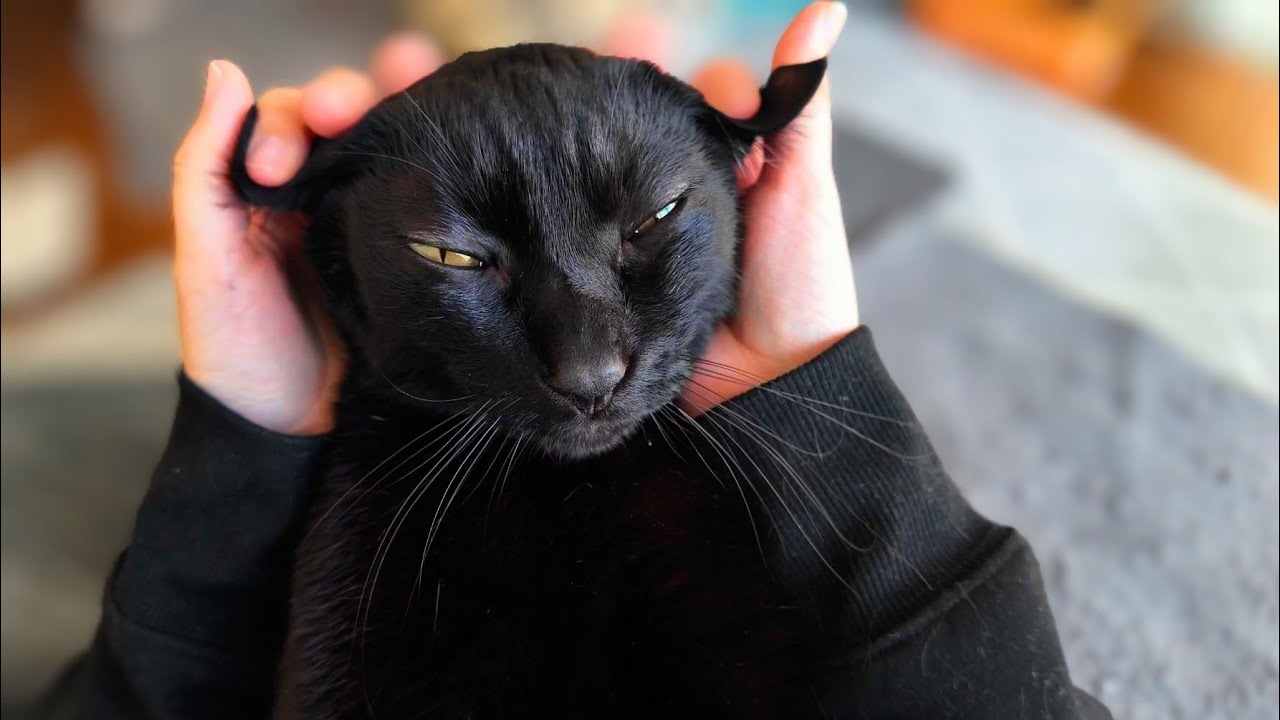 耳をモニモニされて特大ぶるるんが出ちゃう黒猫