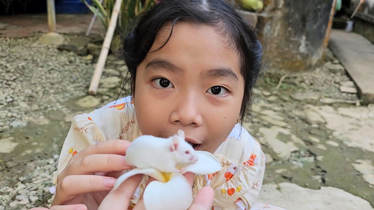 🐹🍏 Muội cho hamster ăn táo 💖 Xí Mụi Food 1552