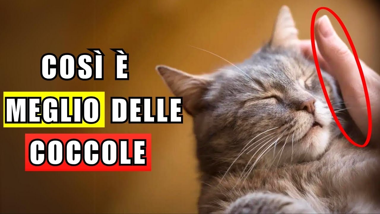 10 cose che il tuo gatto ama più delle coccole