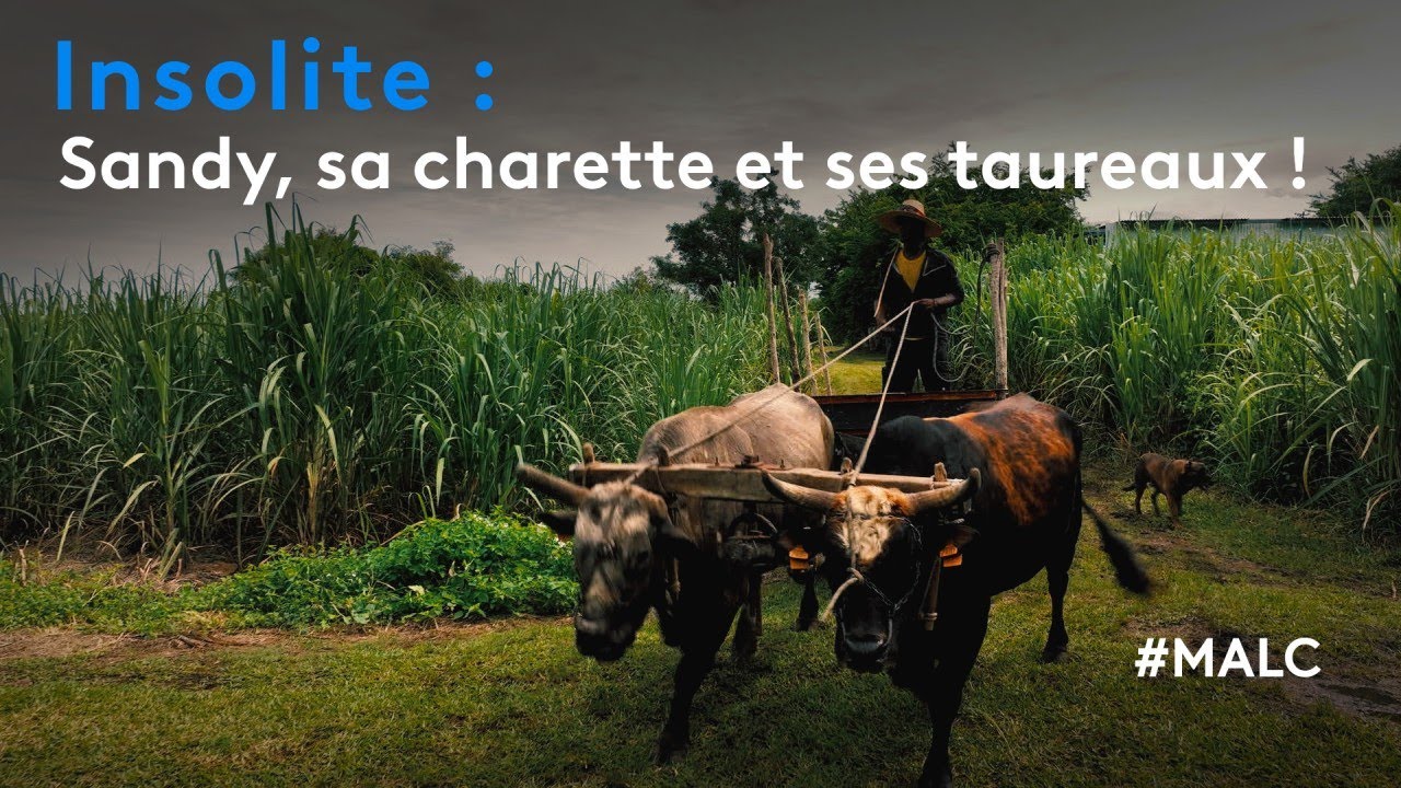 Insolite : Sandy, sa charette et ses taureaux !
