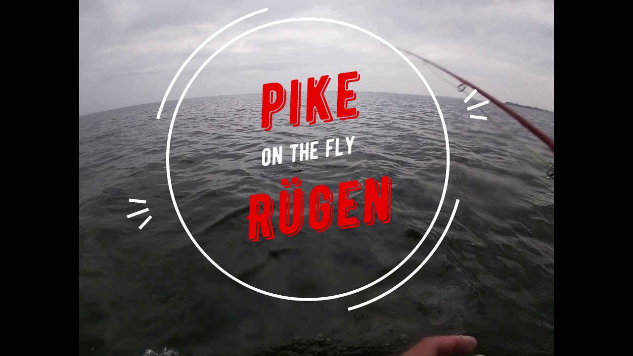 Pike on the fly - Rügen  -  Lucci a mosca