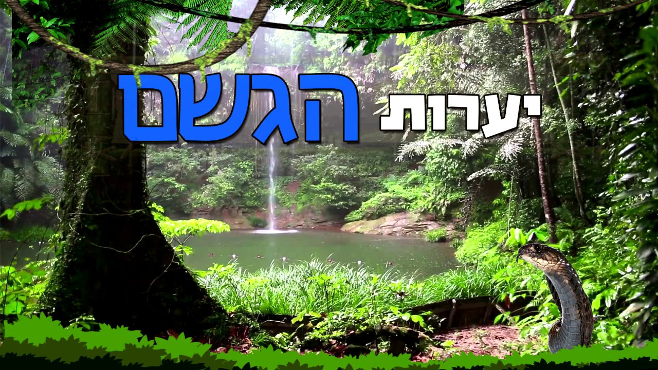 *מיוחד* יערות הגשם!