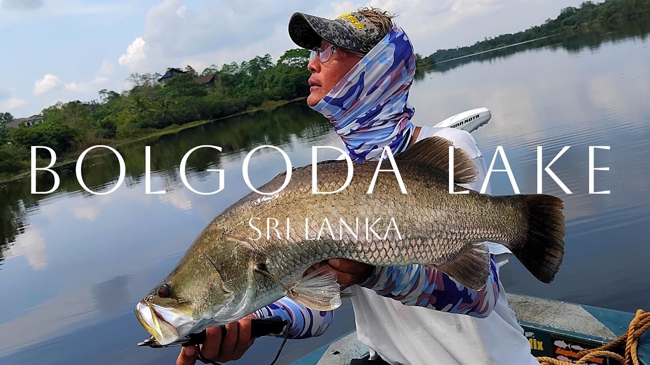 Hunting The Elusive Wild Golden Barramundi / Bolgoda Lake / Sri Lanka
