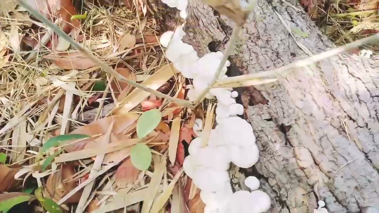 เห็ดขอนขาวออกแล้วครับ