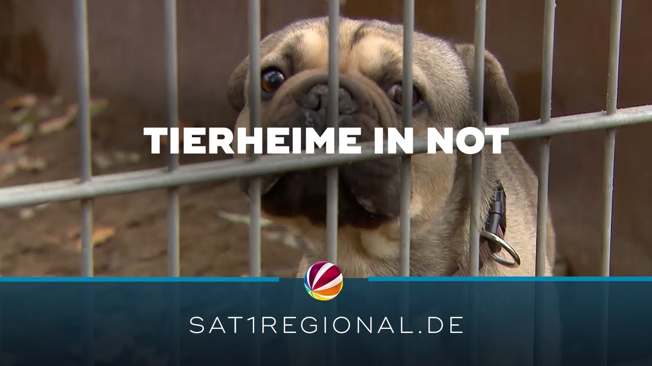 Energiekrise und hohe Tierarztkosten machen Hamburgs Tierheimen zu schaffen