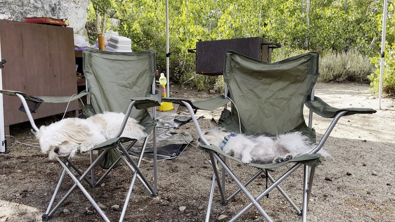 Camping with Leo and Max: East Fork Campground Site 37, Inyo National Forest