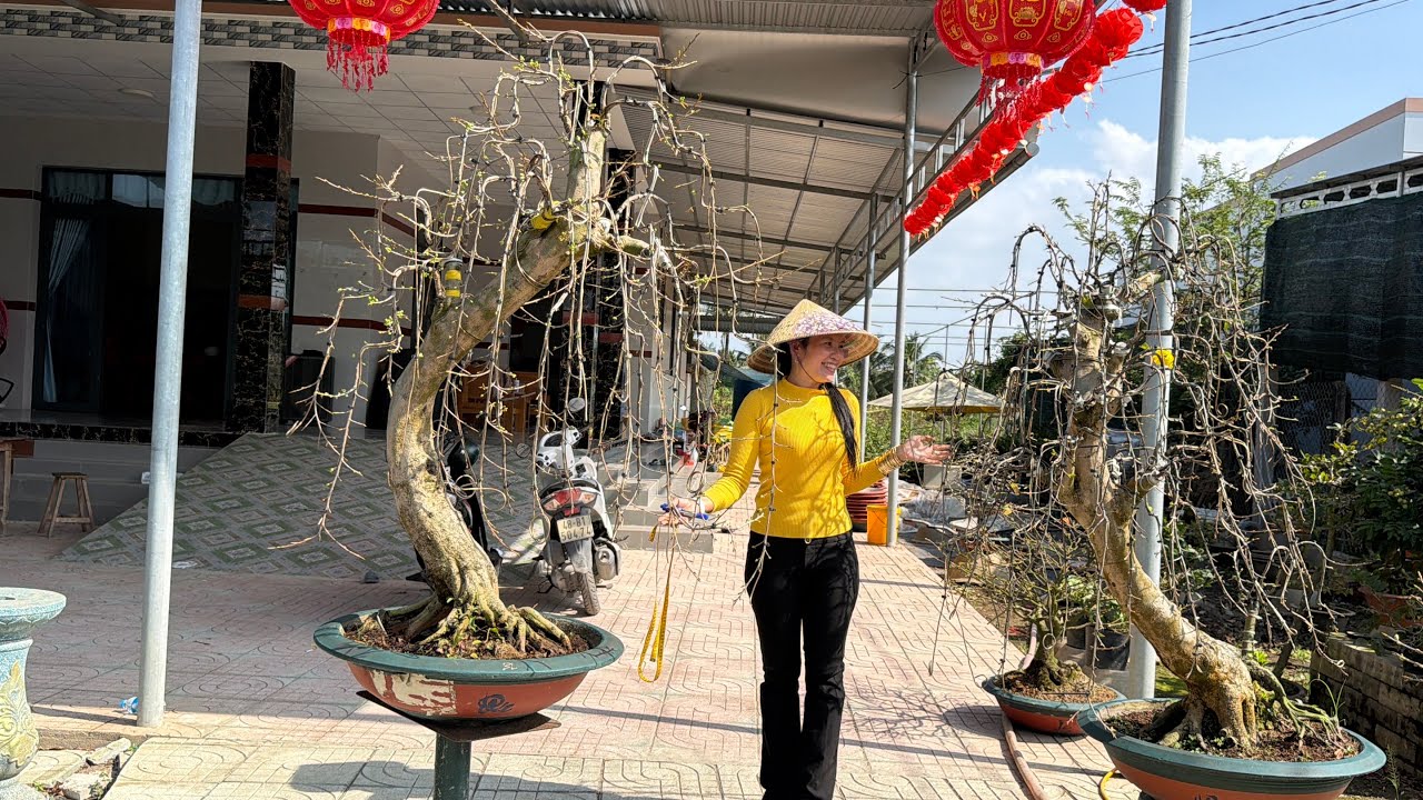 04/02📱 096 8282738 gặp Điệp📱mai vàng chói Tết hàng đẹp