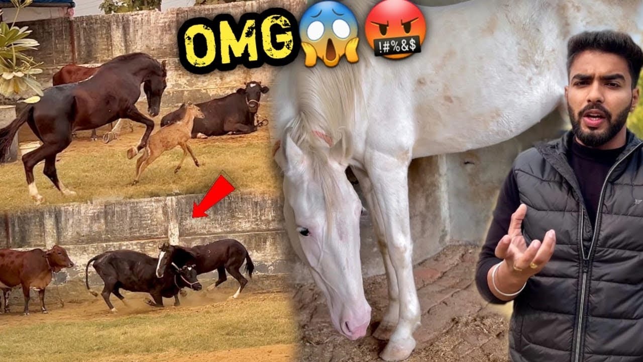 NEW Horse Ke Liye Chle Gye Hum 💕Lekin Aaj RAFTAR Ne Gusse Mai Neel Or Black Cow Pr Attack Krdiya😱💔