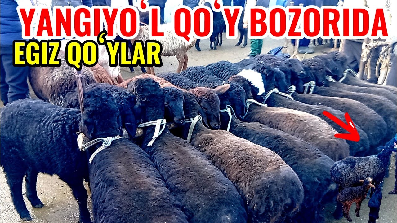 YANGIYOʻL QOʻY BOZORIDAGI BUGUNGI NARXLAR 🐐🐑🐏