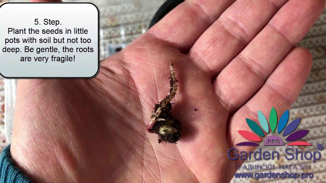 How to plant Magnolia tree from seeds for 45 days