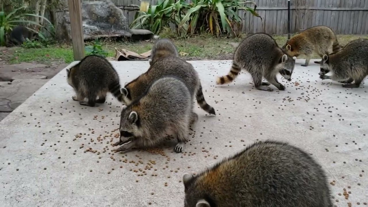 Momo gets a dry cleaning bill #raccoon #funny #fyp 