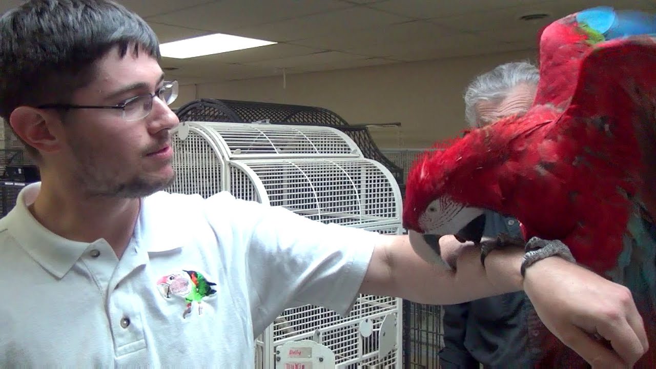 Rescue Macaw Bite - Getting Bit by a Green-Winged Macaw
