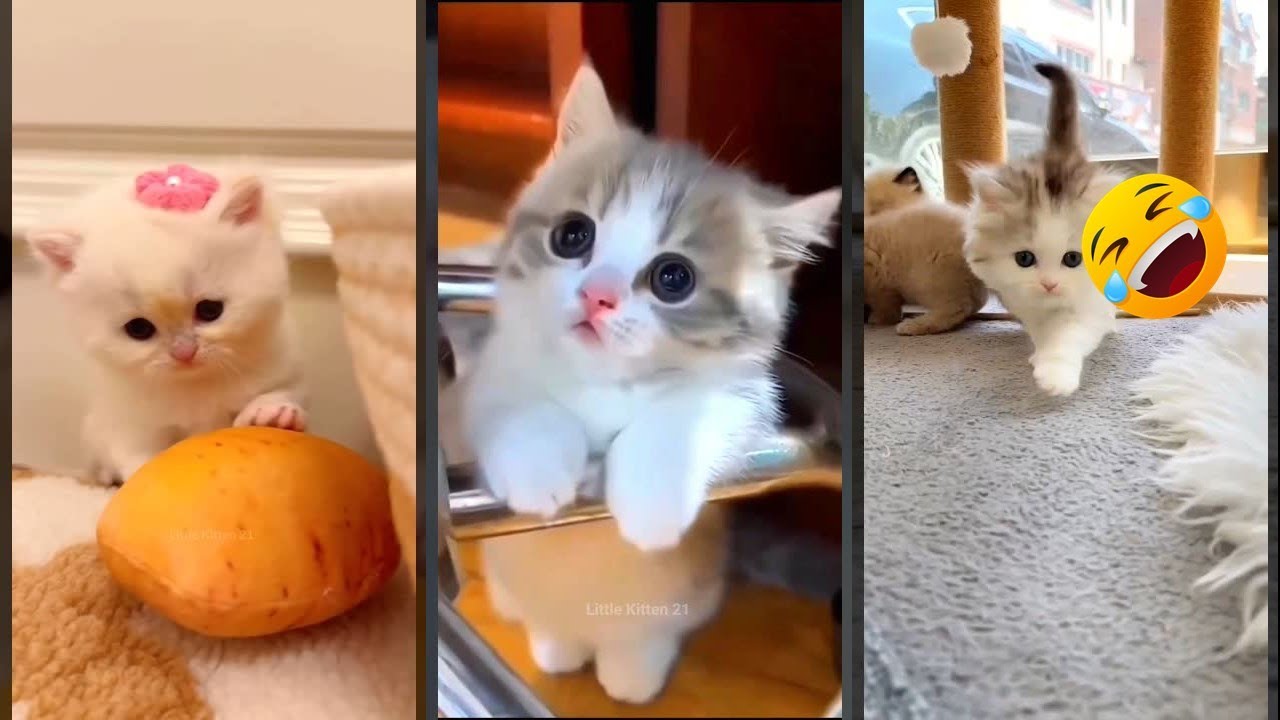 Cat videos ❤️ Cute Cats Kittens 🐱 #FunnyCats Ep 7022