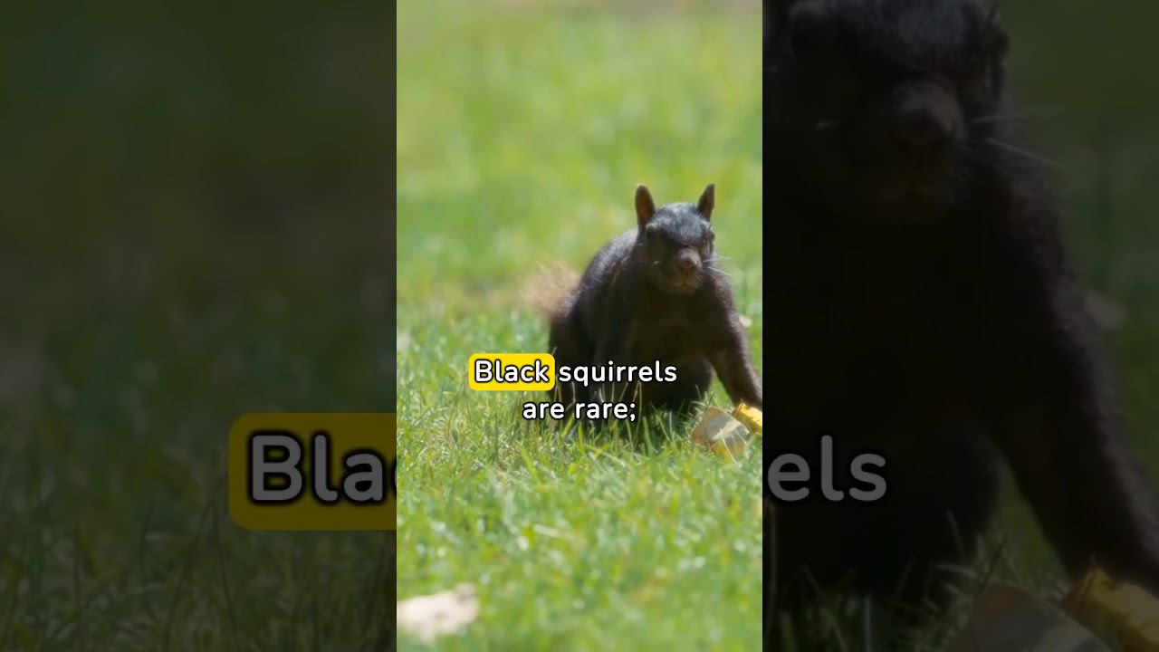 Learn more about Black Squirrels #blackfur #melanistic #