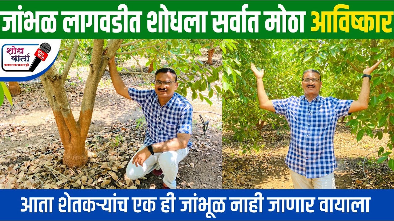 जांभूळ लागवडीतला सर्वात मोठा अविष्कार | जांभूळ लागवड | जांभूळ शेती | कोकण बहाडोली | kokan bardoli |