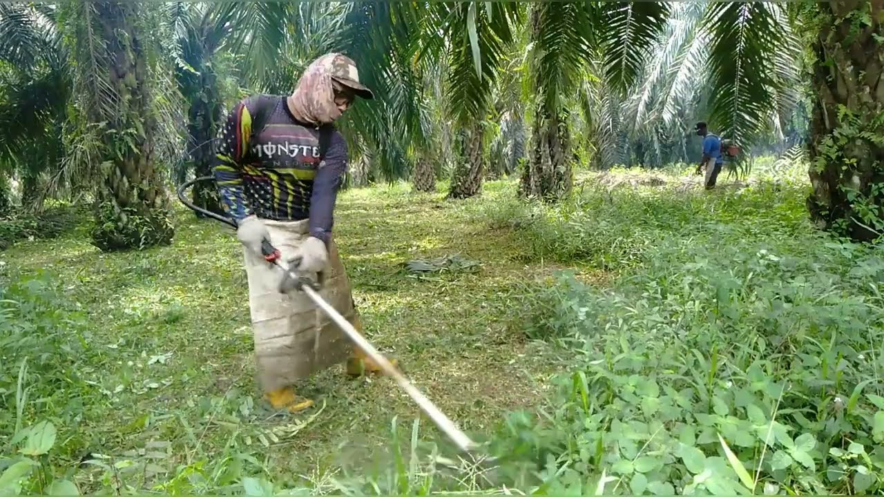 Mesin rumput, renyah‼️bagaikan krupuk rumputnya