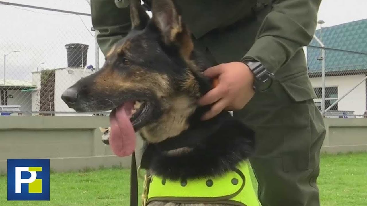 Conozcan a la perrita Sombra, la policía más amenazada de la división antinarcóticos en Colombia
