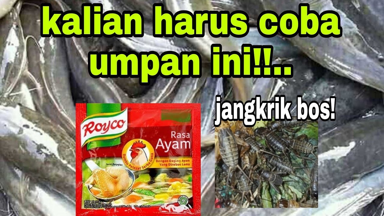 olahan jangkrik umpan lele harian) sampe di suruh pulang!!