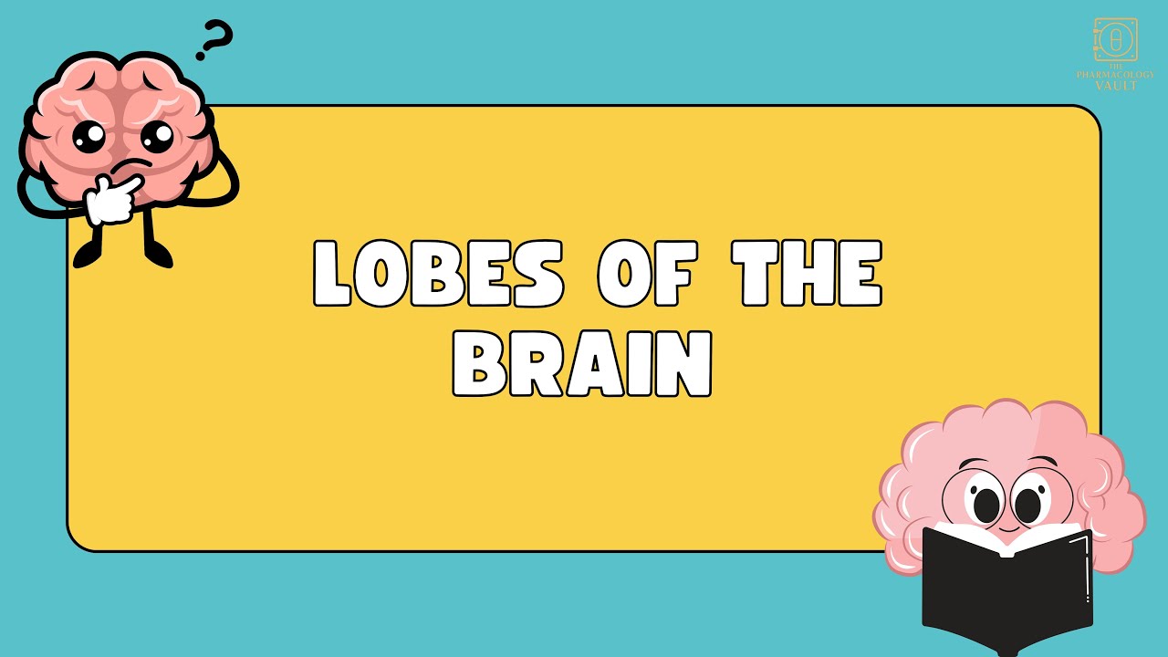 Brain Lobes Explained Functions of the Frontal, Parietal, Temporal & Occipital Lobes