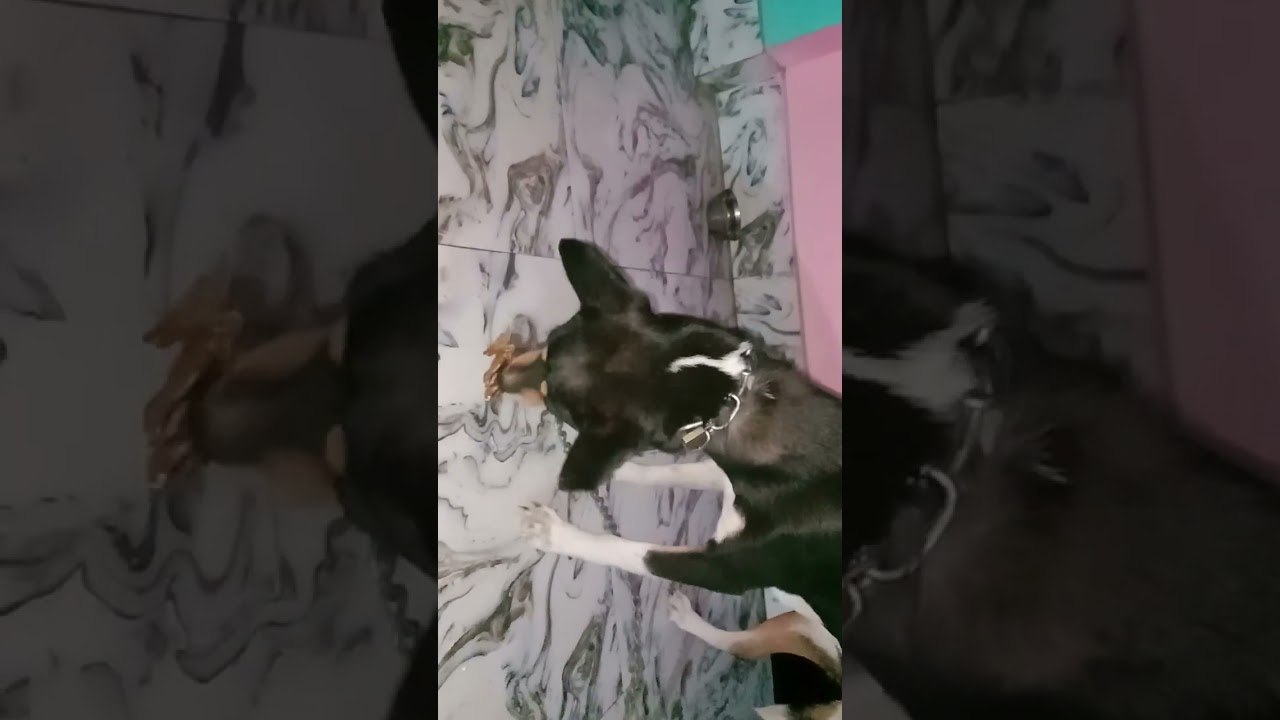 Pinky dog mukbang #indie #doglife #dogfood #pitbull 