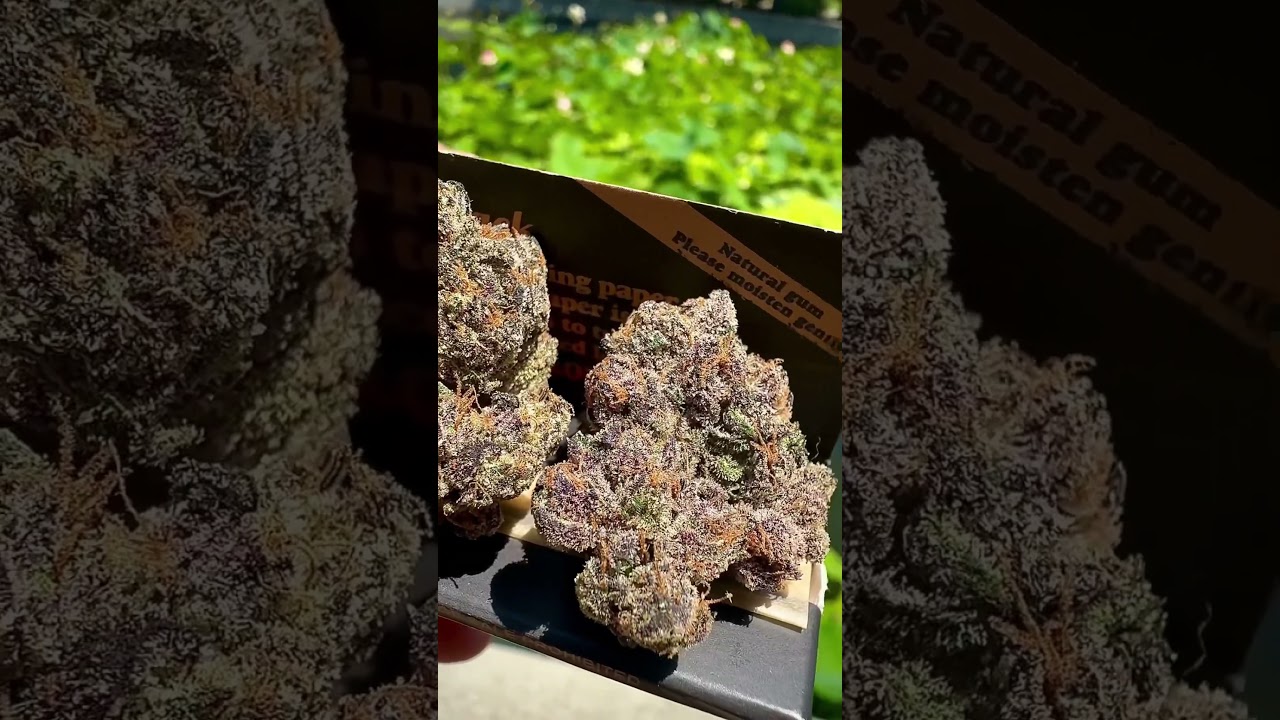 #cannabiscommunity #growerslove #kush #purpleweed #growweed #pothead #kenevir #cbd #esrar