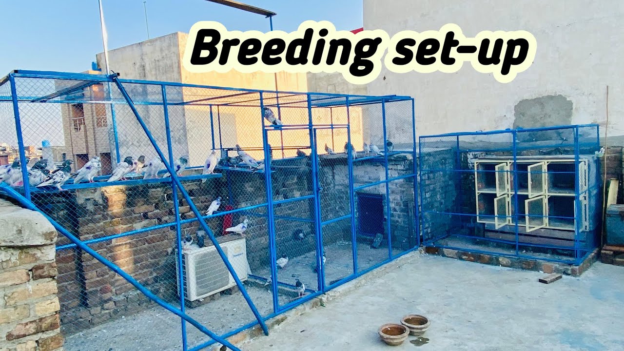 Pigeons Breeding  Setup  New loft 15 October 2024