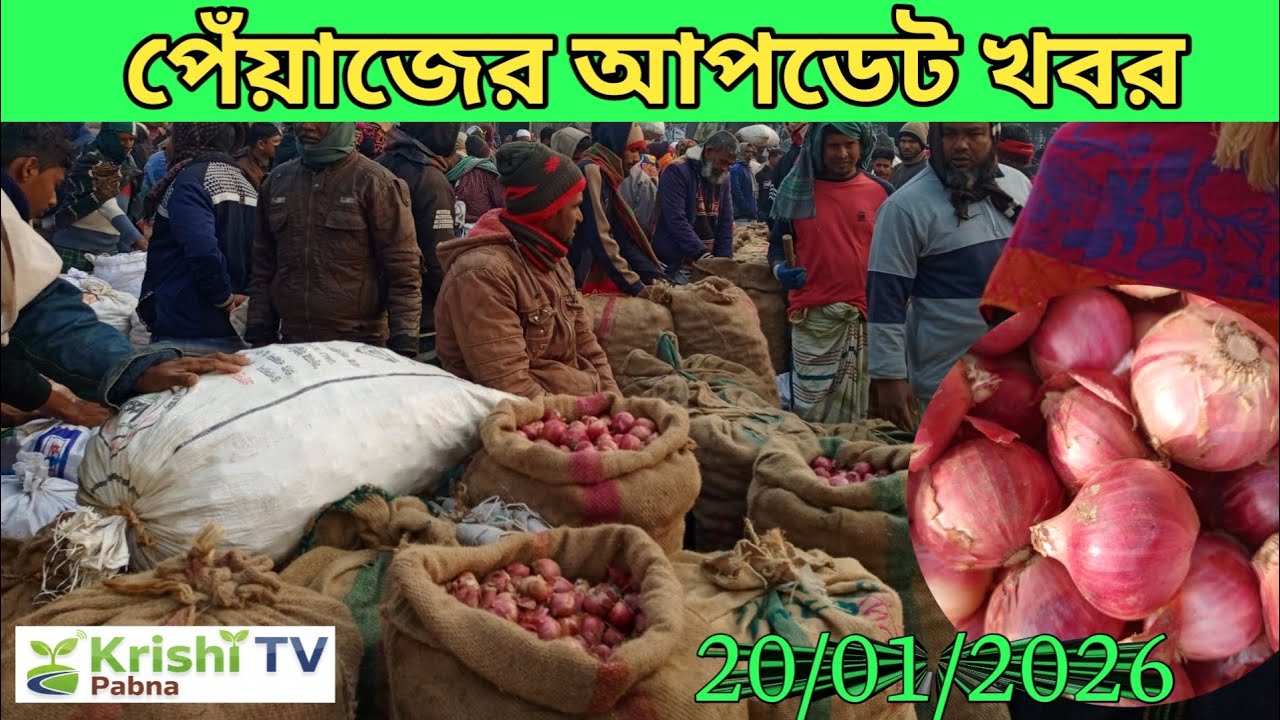 ২০ জানুয়ারি ২০২৬ রোজ মঙ্গলবার / পাবনা পাইকারি হাট দাম বেশি / কৃষকের মুখে হাসি! 