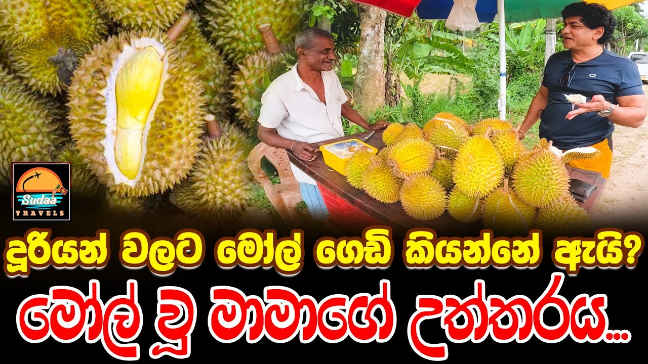 දූරියන් වලට මෝල් ගෙඩි කියන්නේ ඇයි? මෝල් වූ මාමාගේ උත්තරය...