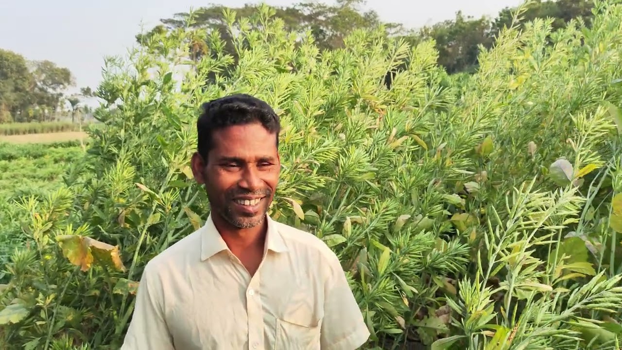 ভিয়েতনাম জাতের সরিষার বাম্পার ফলন ০১৬৩৭৮৬৬১৯২