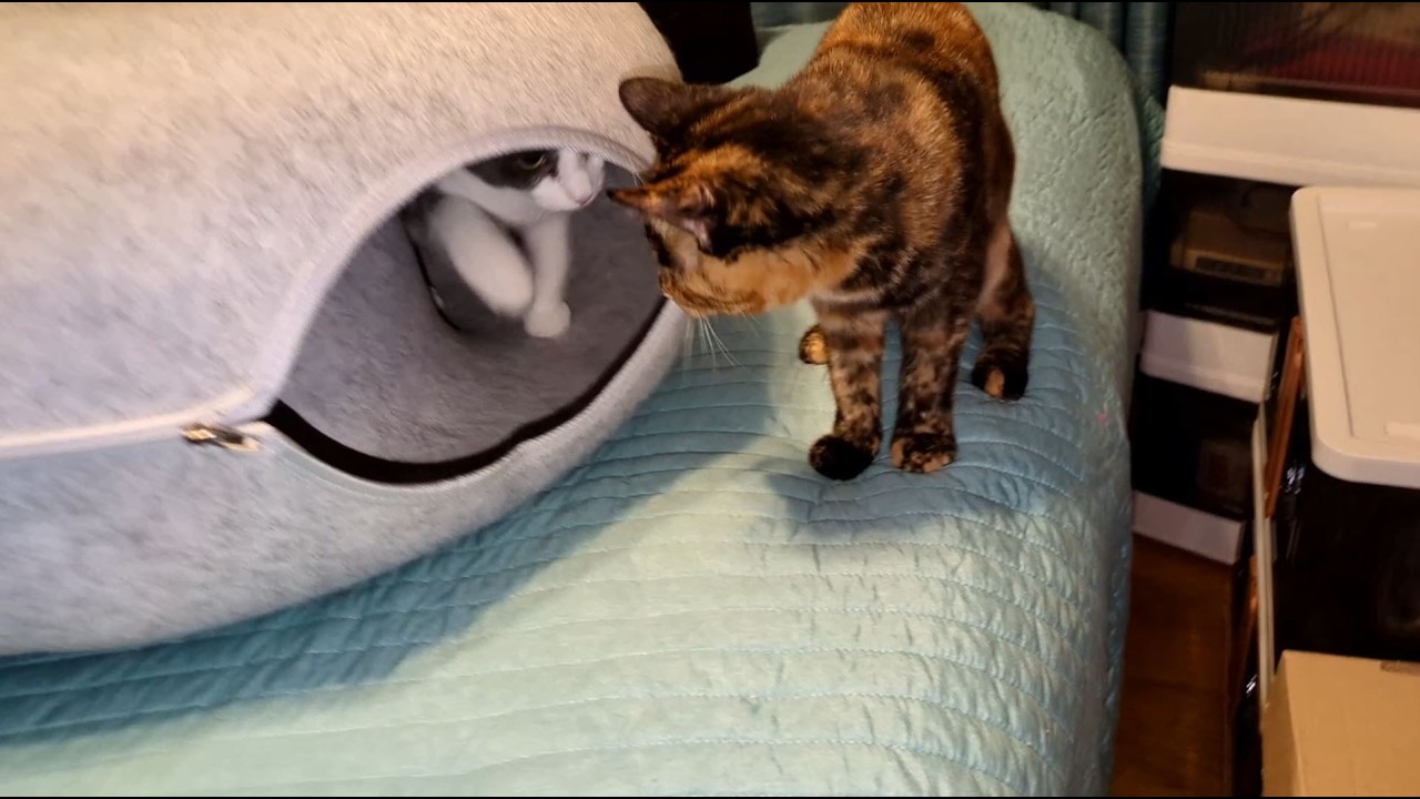 The Kittens Have More Donut Fun
