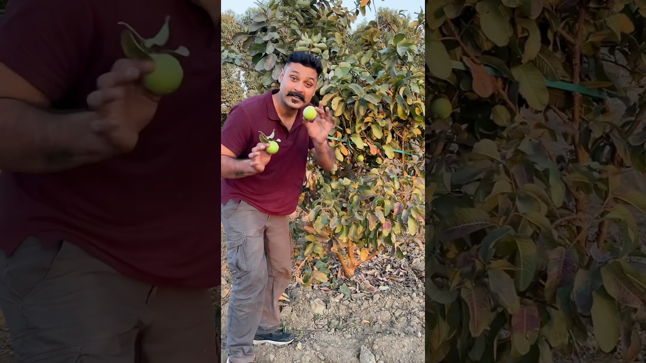 Which fruits have Indian origin ??