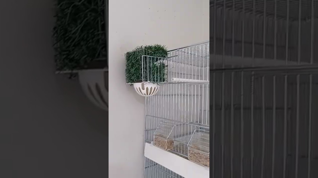 petit suivi d'élevage sa commence doucement 😉🤞🙏