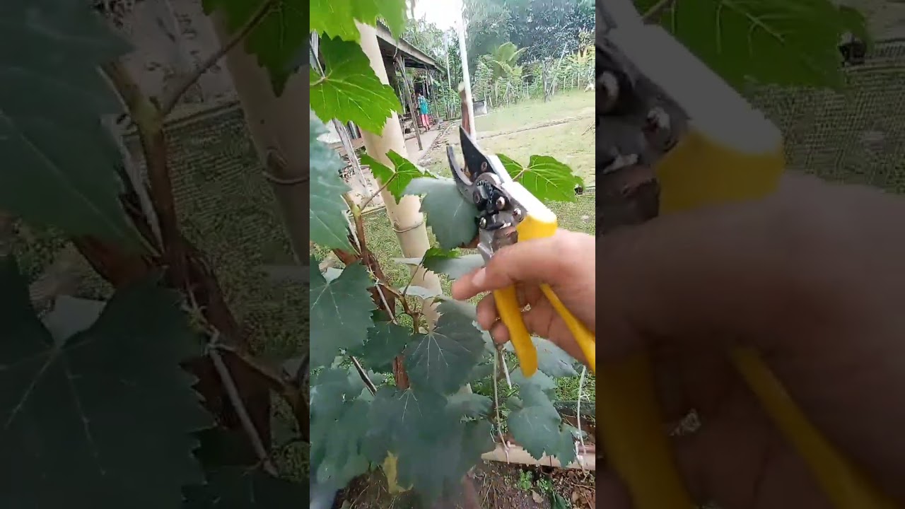 Pangkas pembuahan anggur varian tamaki @petani.milenial2021