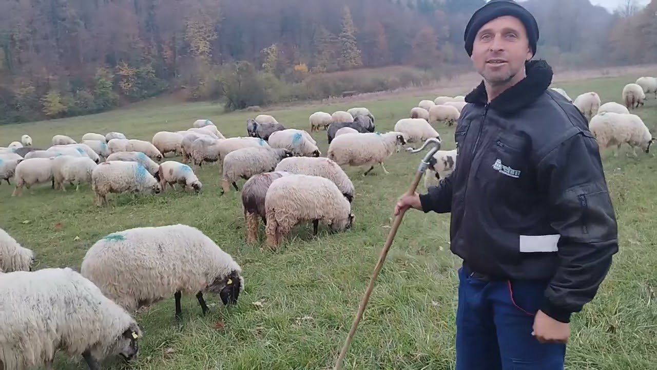 Od svoje desete godine počeo da čuva ovce nije lako ali mora se. 