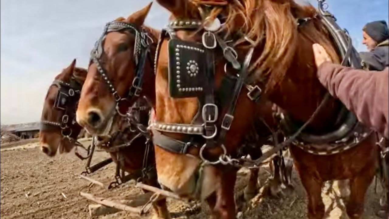 THREE SUFFOLK PUNCH BROTHERS HITCHED TOGETHER FOR THE FIRST TIME #618