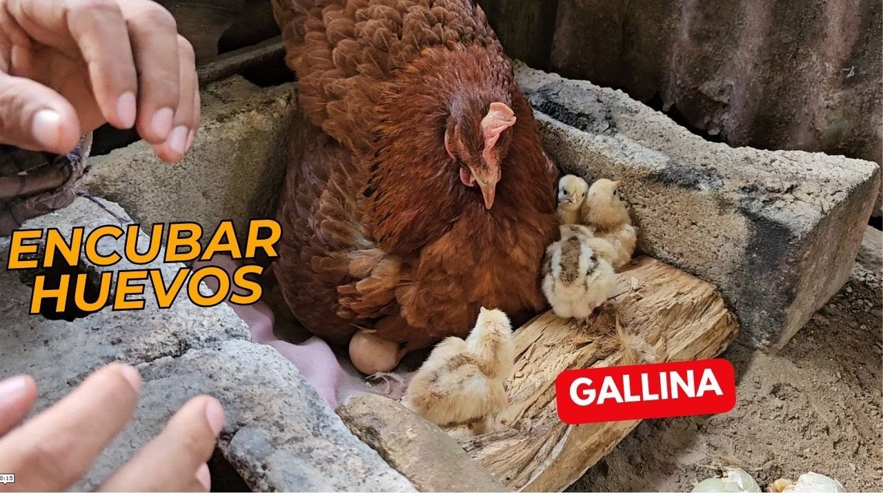 Recomendaciones para encubar Huevos en Gallina
