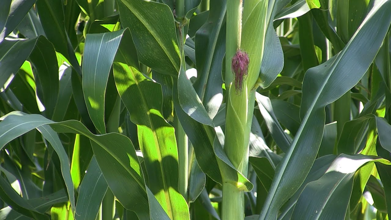 Inoculantes favorecem crescimento radicular das plantas de milho
