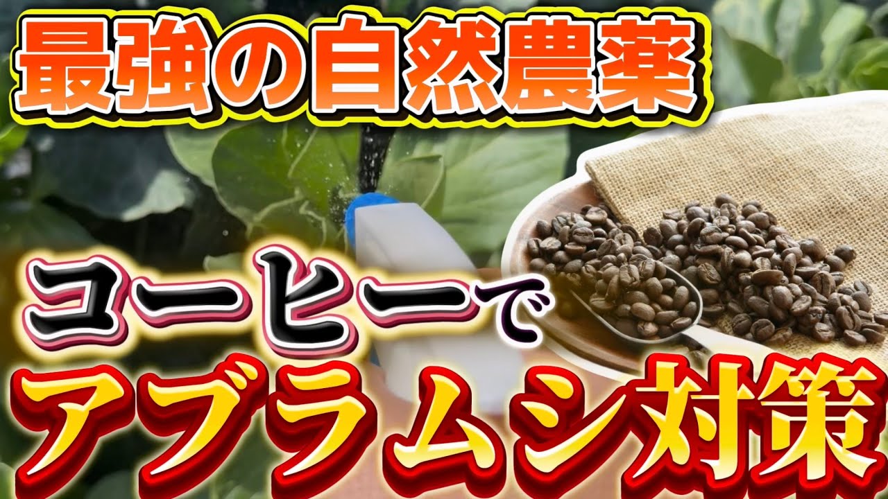 【アブラムシ対策】コーヒーで撃退！自宅のもので作る最強の自然農薬の作り方について